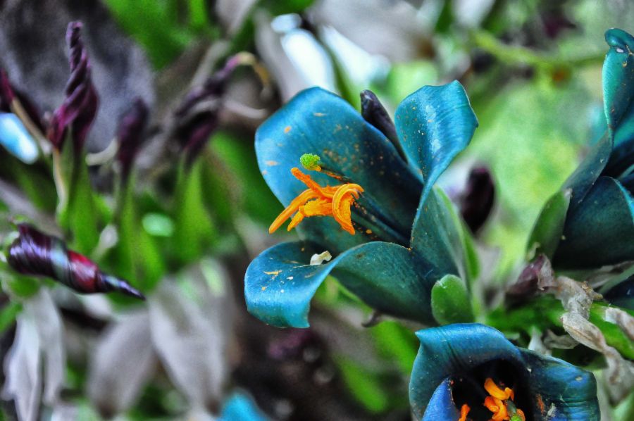 Puya berteroniana