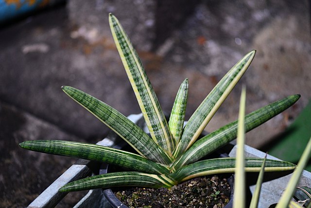 Planta Sarpe - Sansevieria cylindrica