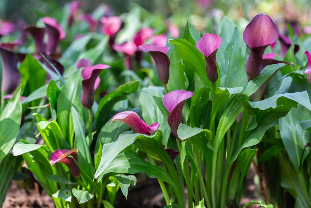 sol ideal pentru cresterea crinului calla
