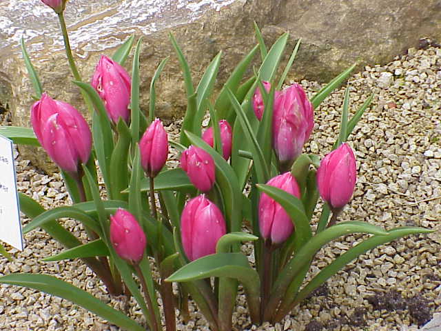 specie lalele tulipa pulchella