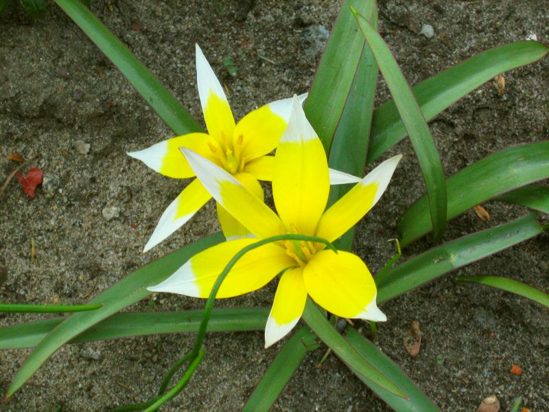 specie lalele tulipa tarda