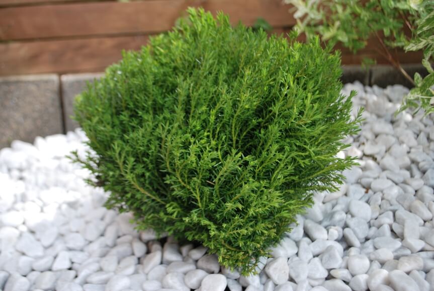 Tuia Thuja Arborvitaeghid practic cultivare, plantare, inmultire, tundere
