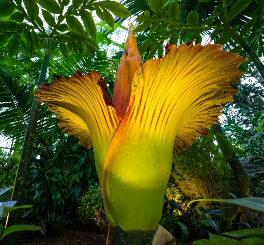 Amorphophallus titanum Titan Arum