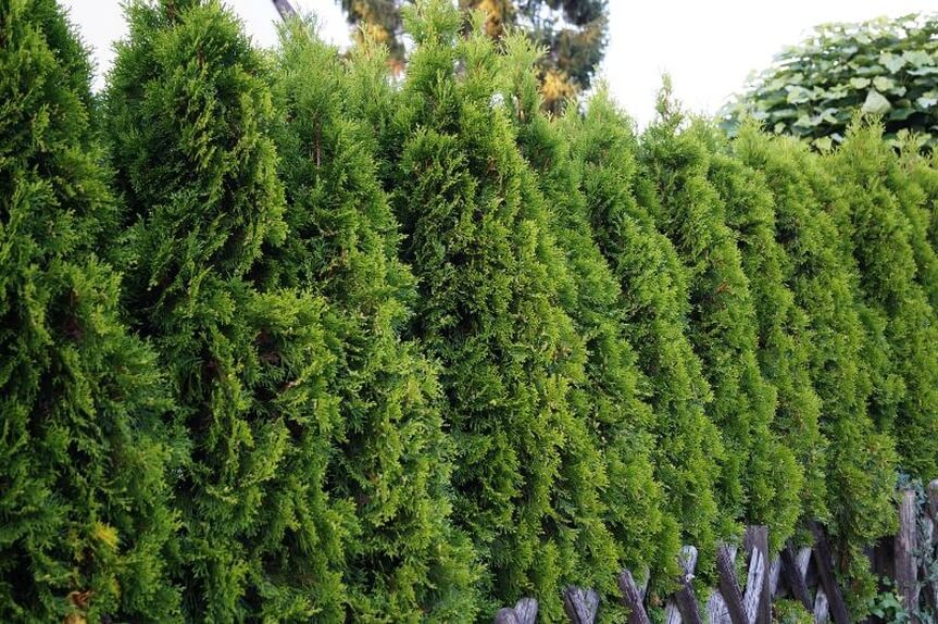 tuia gradina thuja occidentalis smaragd