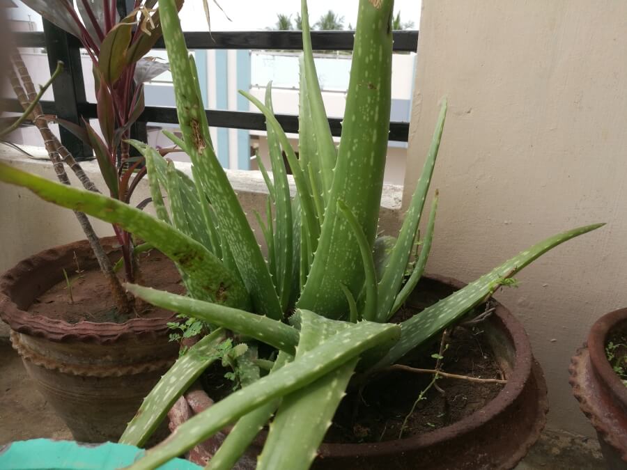 Udarea corecta a aloe vera