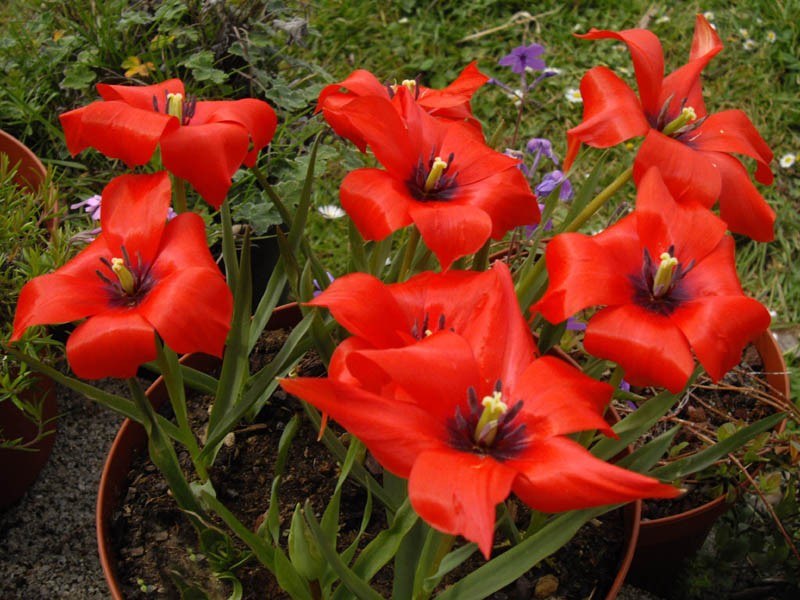 specie lalele tulip linifolia